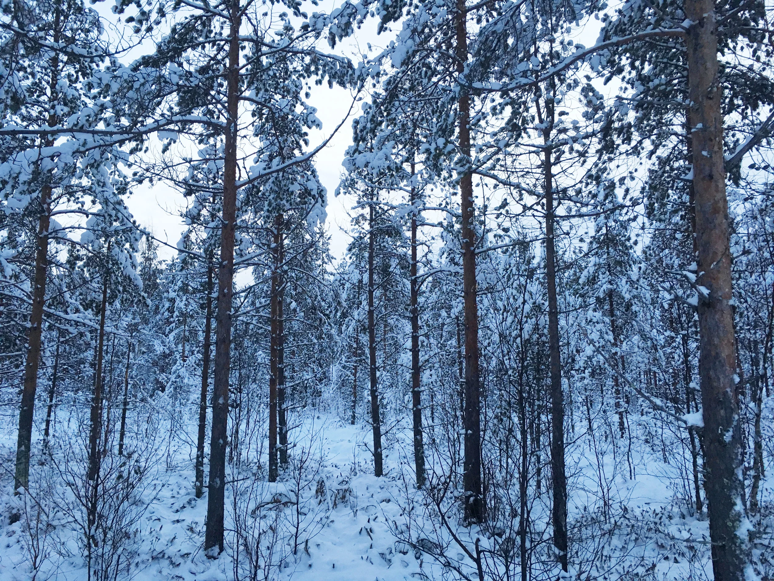 lapland.jpg