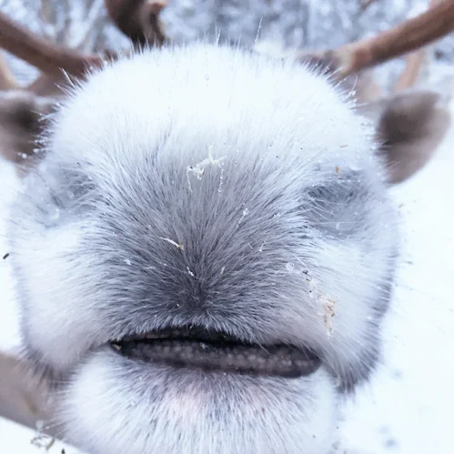 Lapland: A journey into Finland's frozen beauty