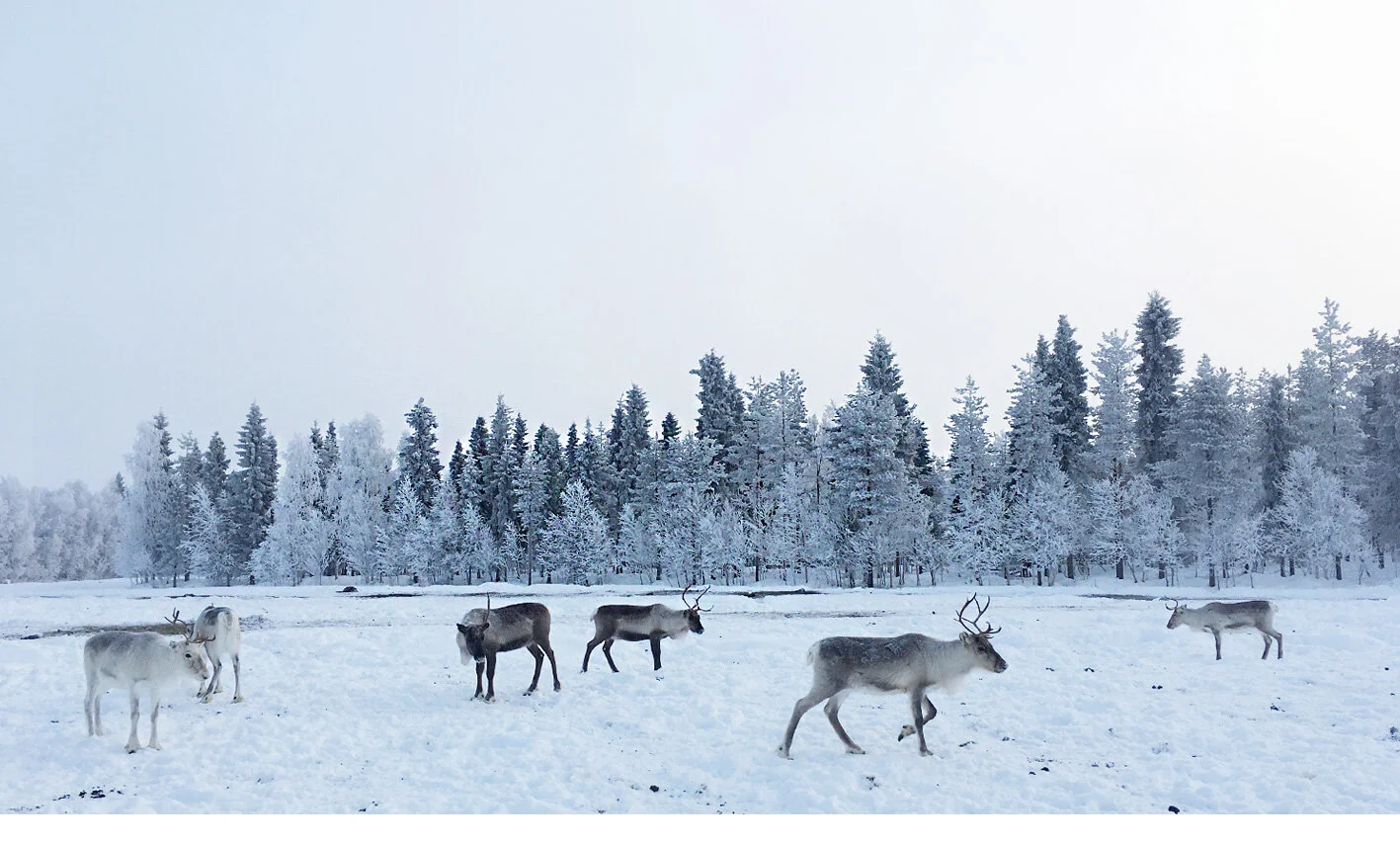 Wedding in Lapland, Finland