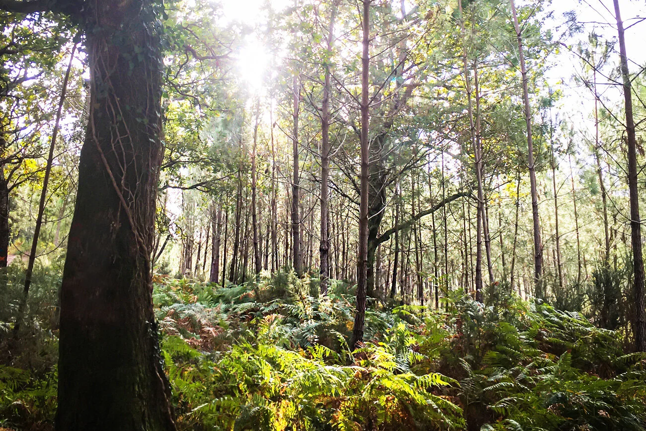  Itinerary for a week in the Landes : what to do in 7 days in Southwest France