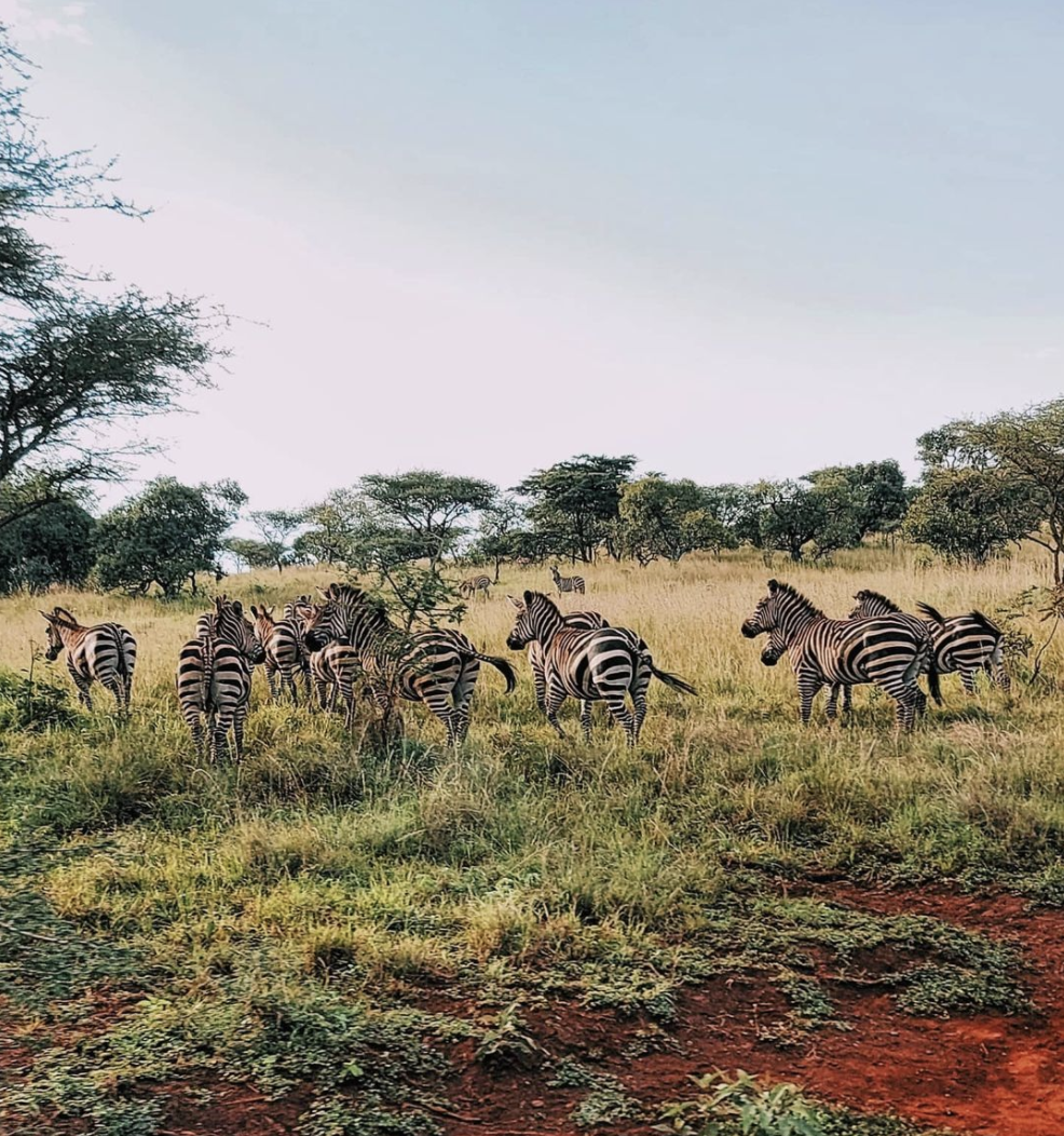 Screenshot 2021-05-09 at 15.21.07.png