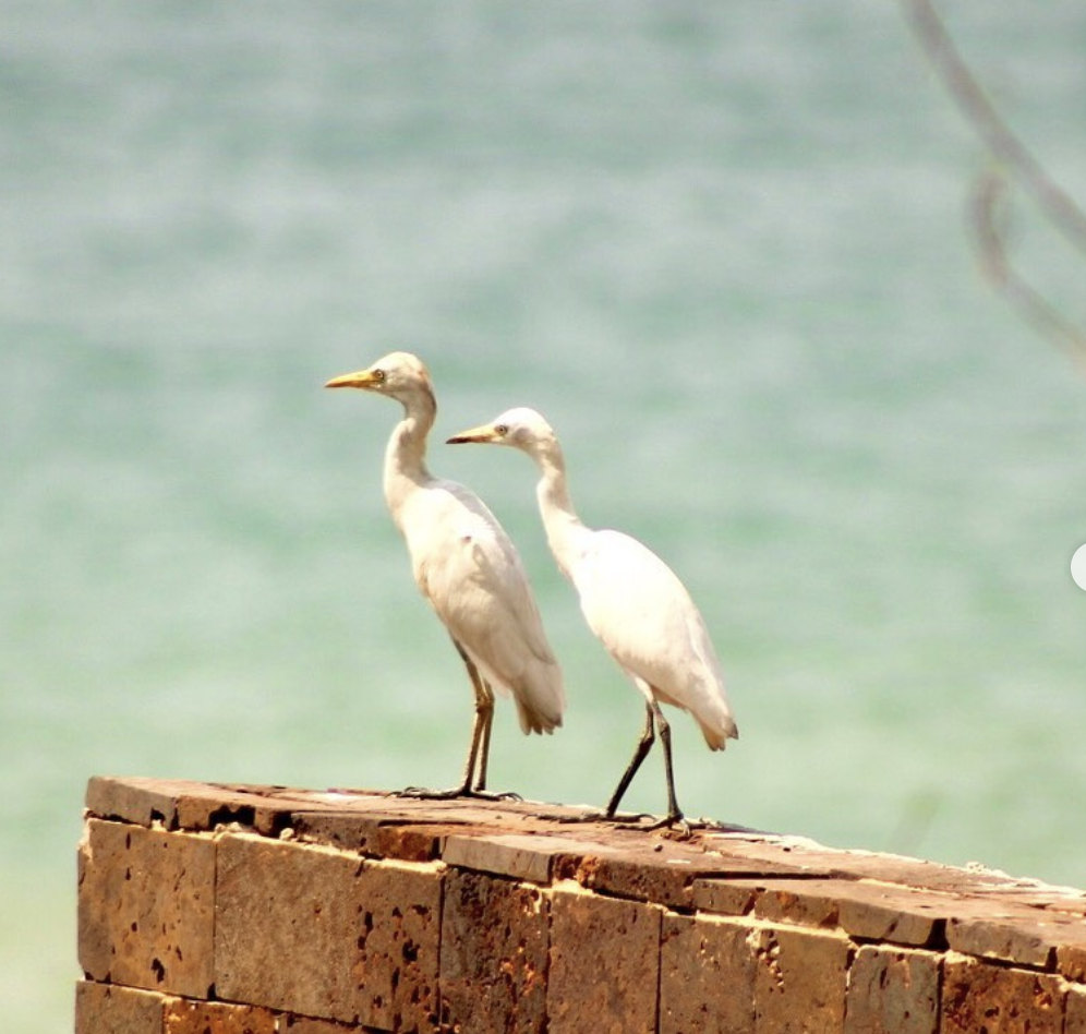 Screenshot 2021-07-09 at 15.07.11.png