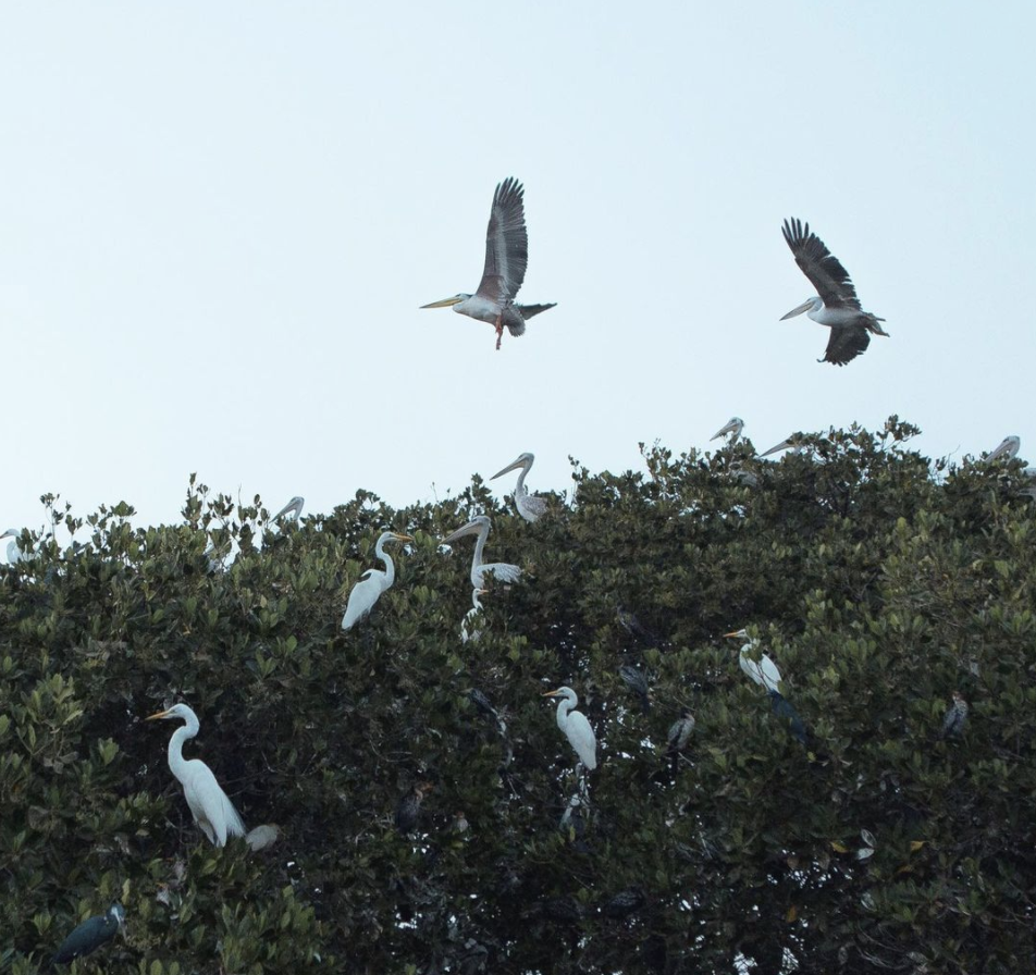 Screenshot 2021-07-11 at 15.42.41.png