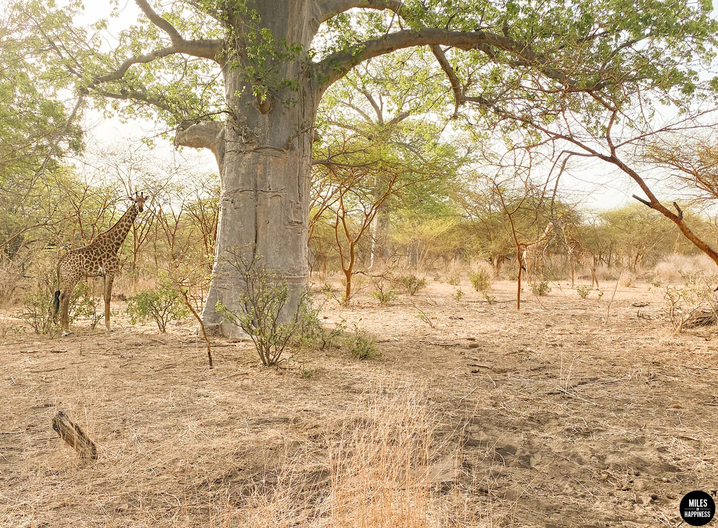 S'installer en Afrique : les choses à savoir