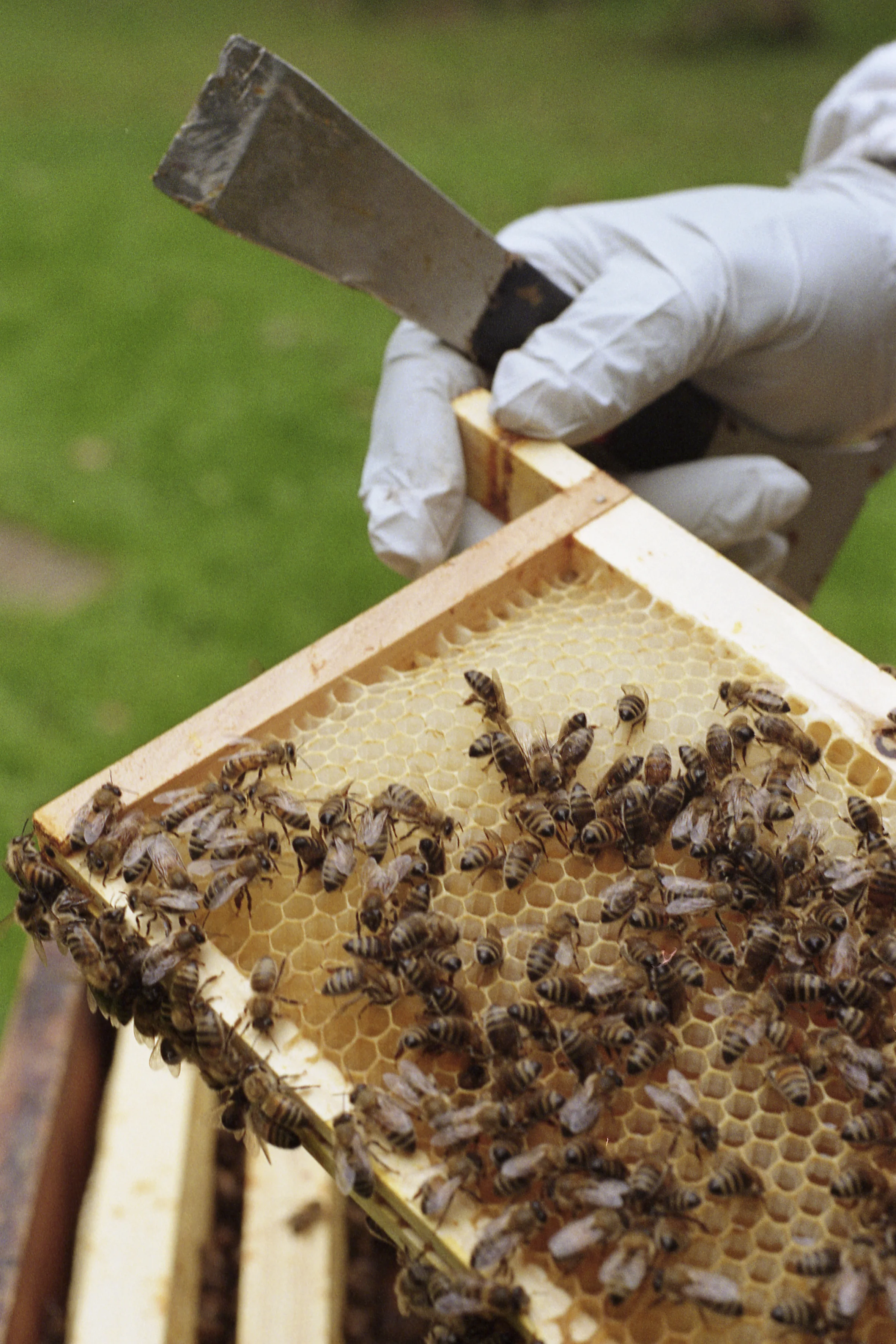 August: Colonies are checked as the summer season comes to an end, their naturalfood supplies are assessed in preperation for the winter