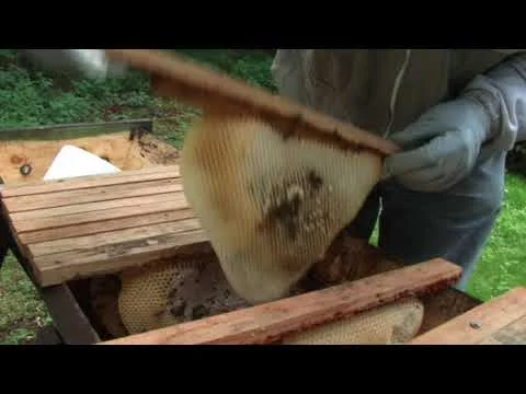 The British Heritage Project No.6 - The Apiarist Part 1: Autumn