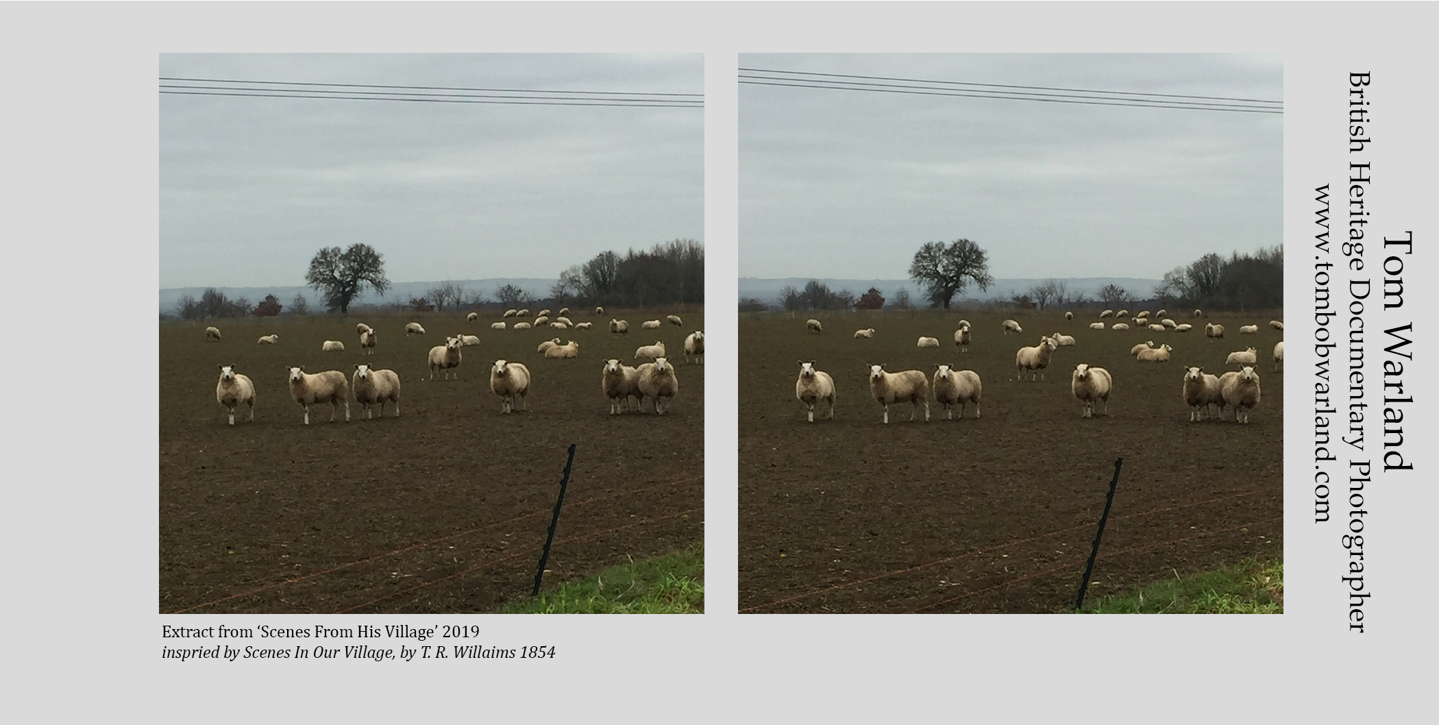 scenes from our village sheep.jpg