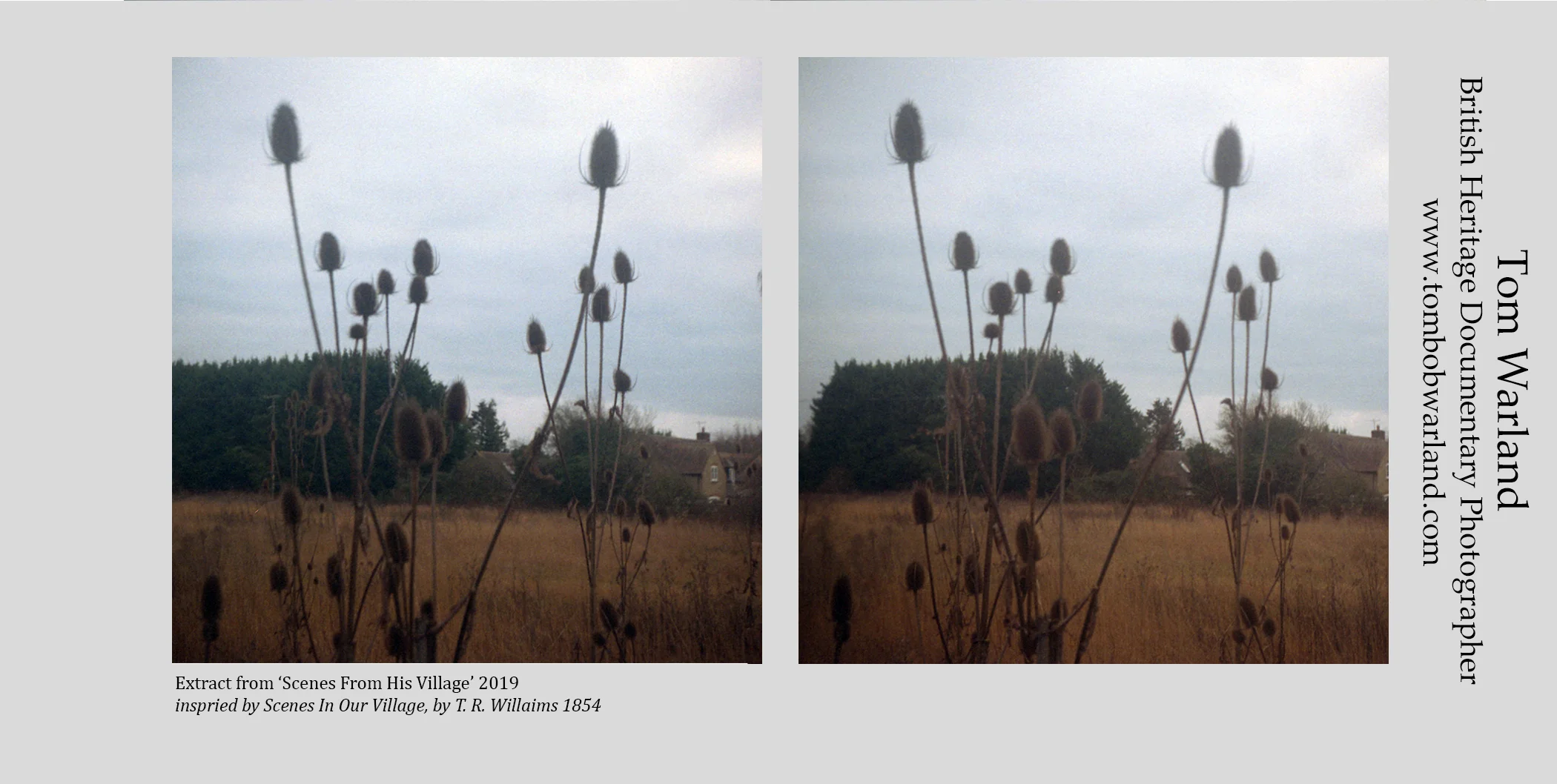 scenes from our village grass.jpg