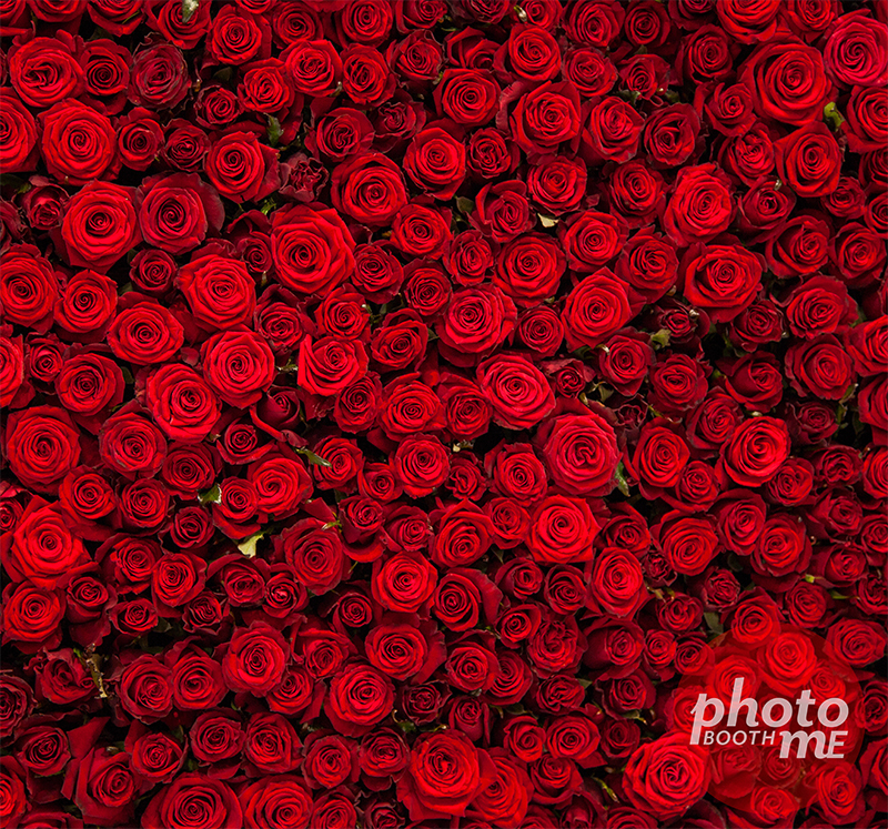 Red Rose Fabric