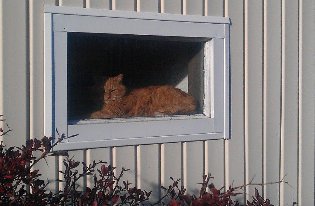 Cats like Trouble enjoy sunning themselves and watching what's going on outside.