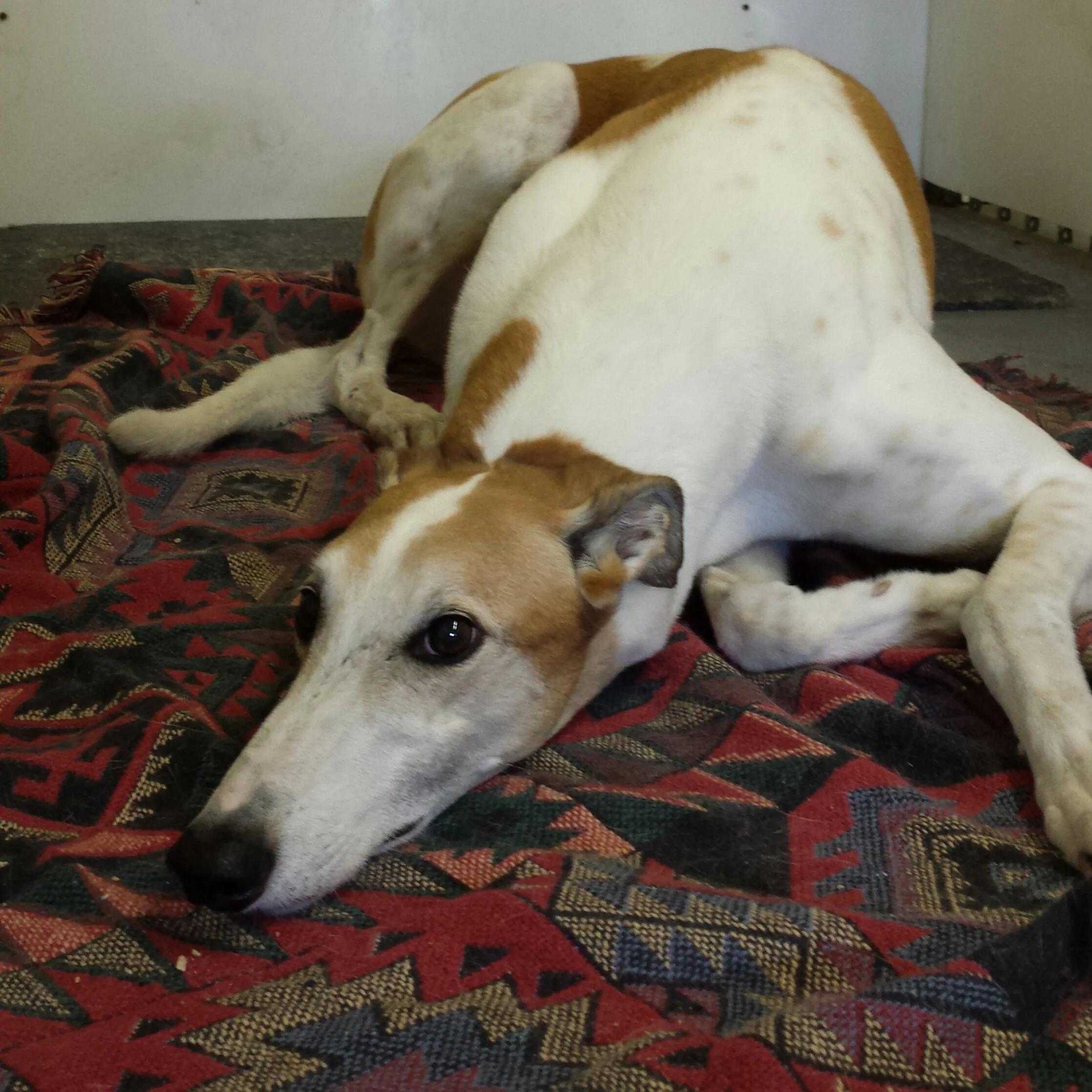 Reggie the greyhound is also best-suited for the upper building. He likes the indoor room and less activity.