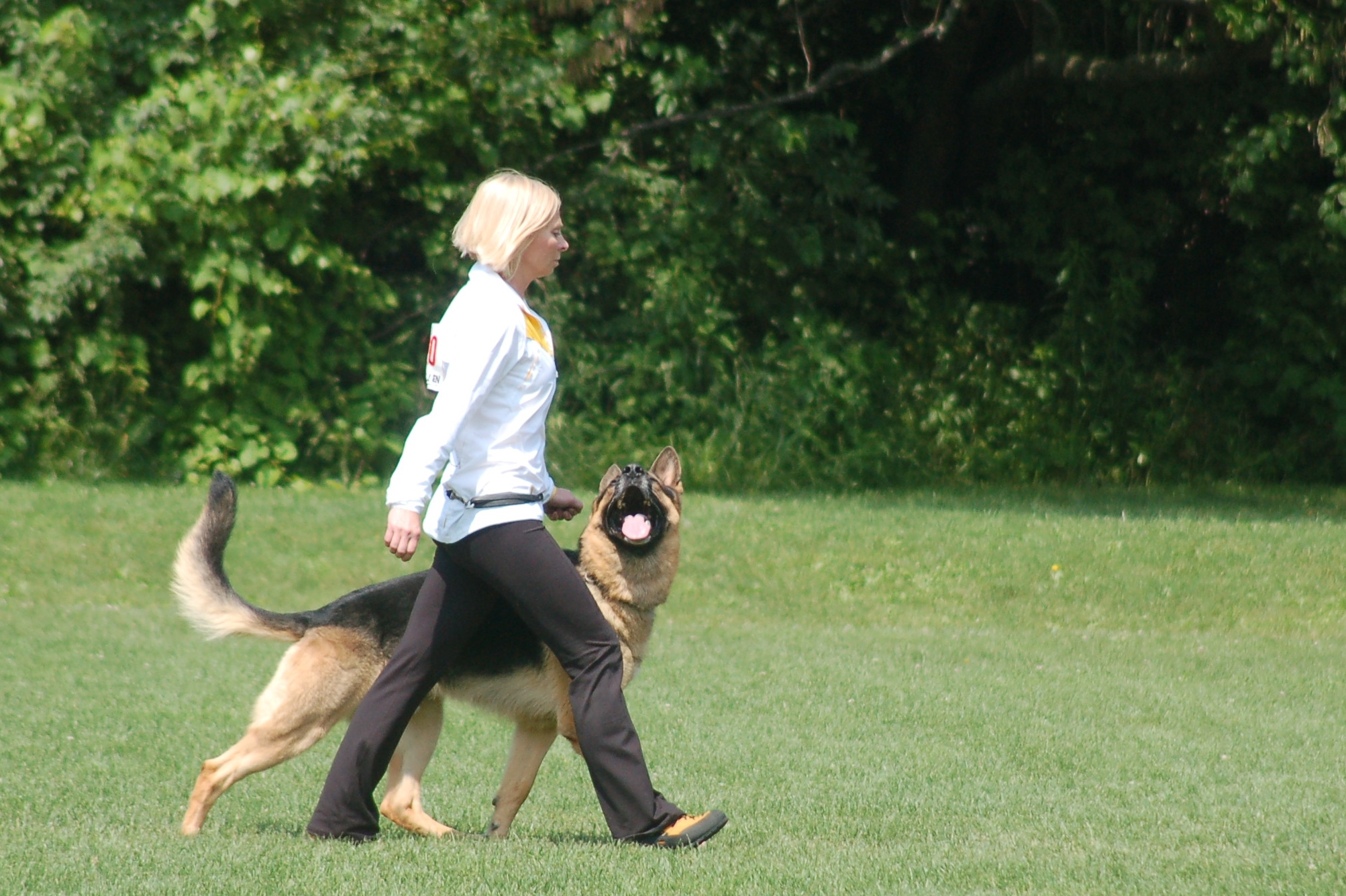 Formal heeling with attention for competition. Practical walking on a leash is recommended for everyday activities.