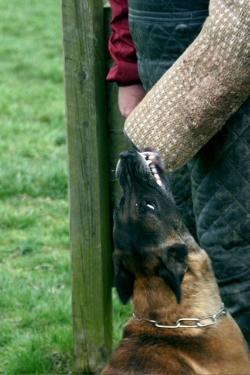 Army Vom Tristate- FEMA certified retired, French Ring Brevet, OFA Excellent Army was a strong, dominant and intense male. Grandson of Nelton Deux Pottois through his father Ulani van Joefarm. Army began his work in schutzhund for the first 10 months and this was easily transferred over to his FEMA K9 career which was for the majority of his lifetime. At nearly 9 years old, I started him in French Ring. He obtained his French Ring Brevet in November, one month before turning 10 years old, scoring 95.6. Army was all business and strictly loyal to his family remaining indifferent to strangers while his family is in charge. Some would think he is social but it is deceptive. Army was not only capable of many tasks, he REQUIRED many tasks to remain satisfied and balanced. Army was incredibly intelligent/extreme drive, his offspring are only available to experienced fair and capable trainers.