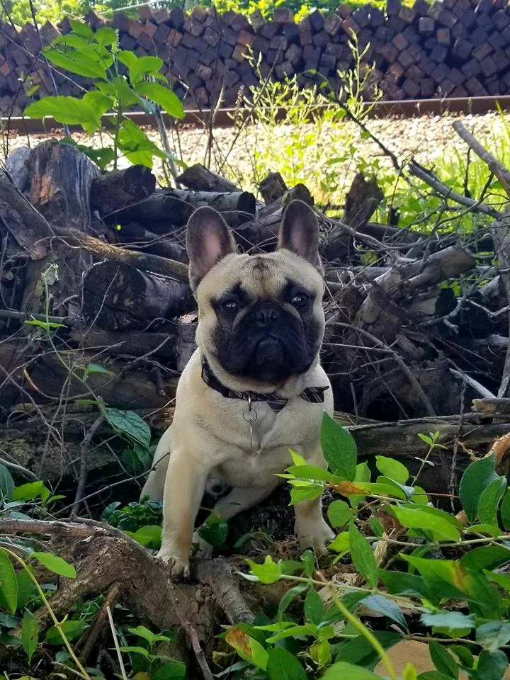 Puppy pic.jpg