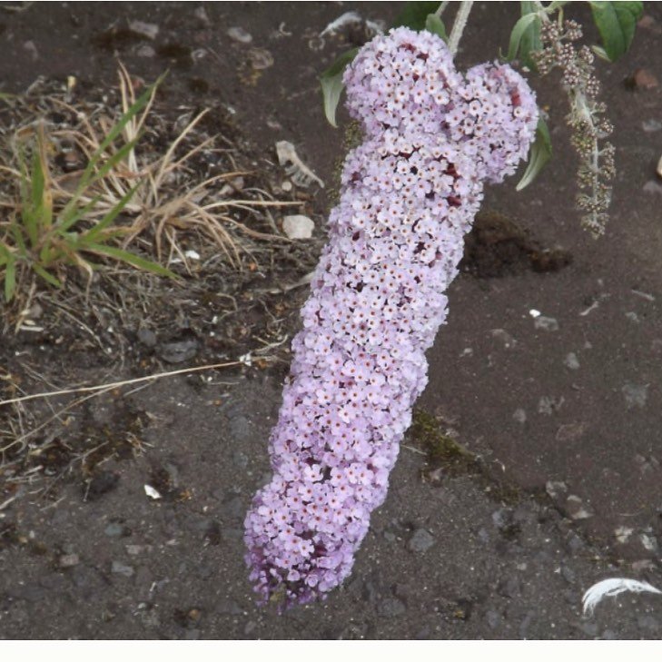Happy Monday. .
.
.
.
.
#🍆 #inspirationiseverywhere #summertime #ilovesummer #flowers #flowering #flora #plantlover #phallic #mondaycheer