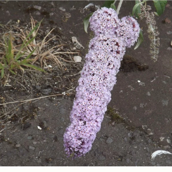 Happy Monday. .
.
.
.
.
#🍆 #inspirationiseverywhere #summertime #ilovesummer #flowers #flowering #flora #plantlover #phallic #mondaycheer