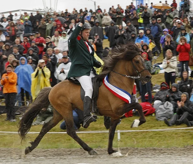 FATHER: FRÓÐI FRÁ STAÐARTUNGU (WINNER OF LANDSMÓT A-FLOKKUR)