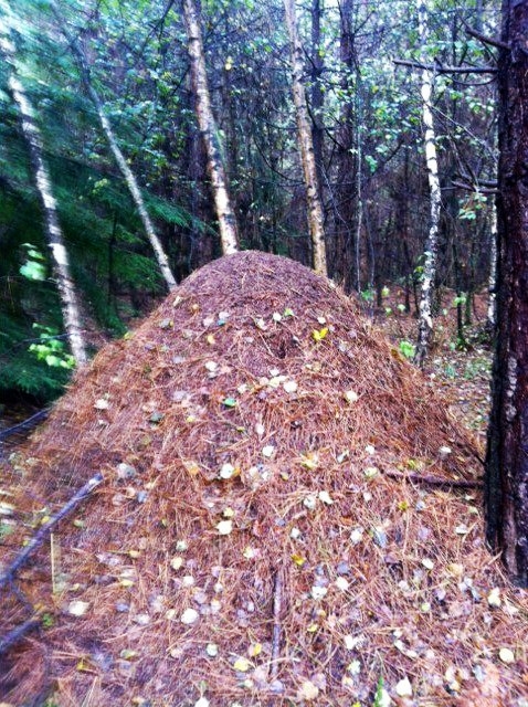 Perhaps if I were going to live in the woods I might have built something like this to live in. If you know what this is please email me and let me know. It is the same on every side and has branches stuck through it all the way round about 6 inches of the floor.