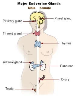 Here is your beautiful hormonal system: a feed back loop system!