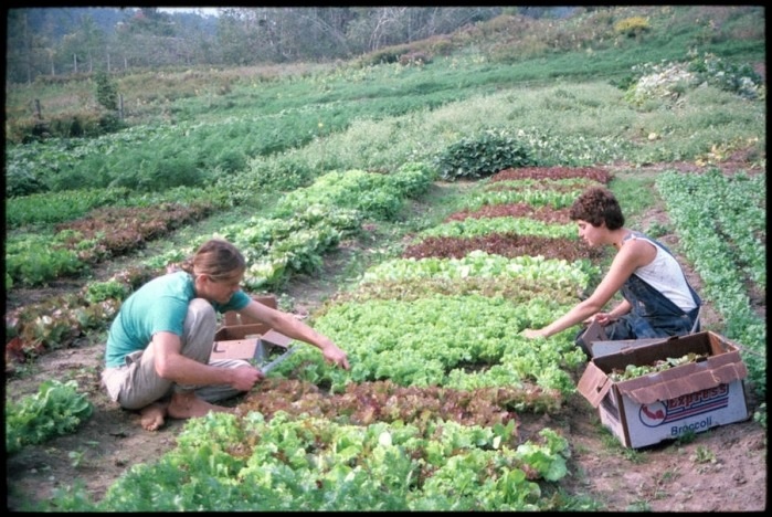 Fertile fields at Birdsfoot Farm , Canton, NY