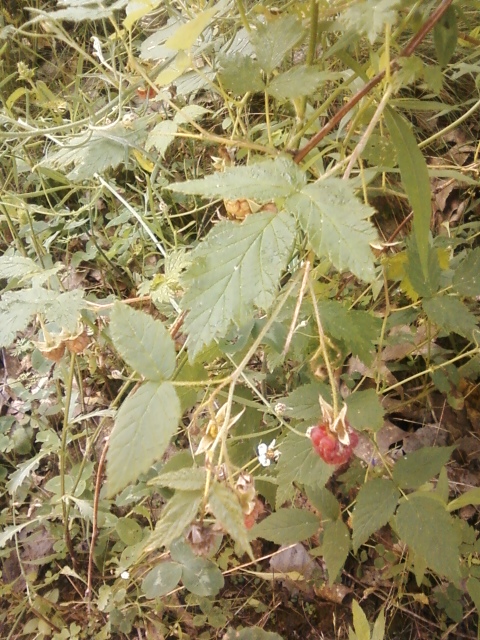 Red Raspberry Leaf, while you are collecting leaves for making tea... eat the berries!