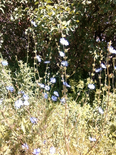 Chicory: the root is used as a medicinal infusion to decrease sperm count.