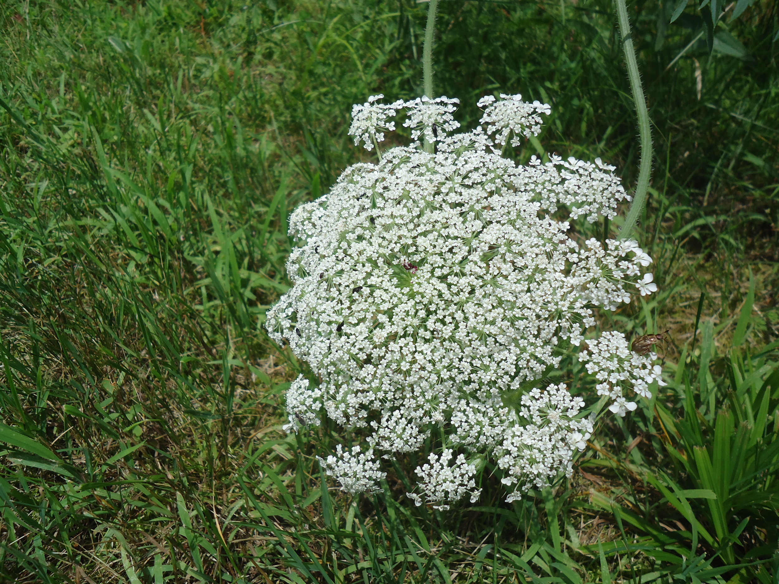 Queen Anne's Lace flower head: the seeds are used to prevent pregnancy.
