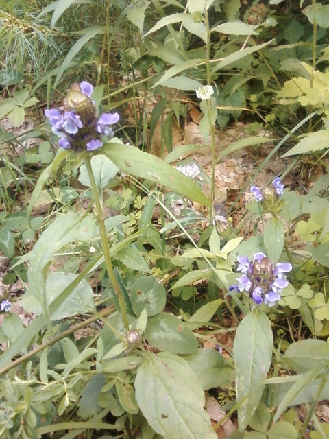 Self-Heal growing next to a friend, White Clover.