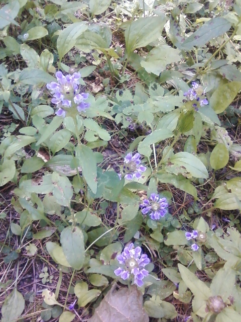 Self-Heal... another pretty picture! I see Wild Strawberry leaves, plantain, white clover, and wood sorrel intertwined in here!
