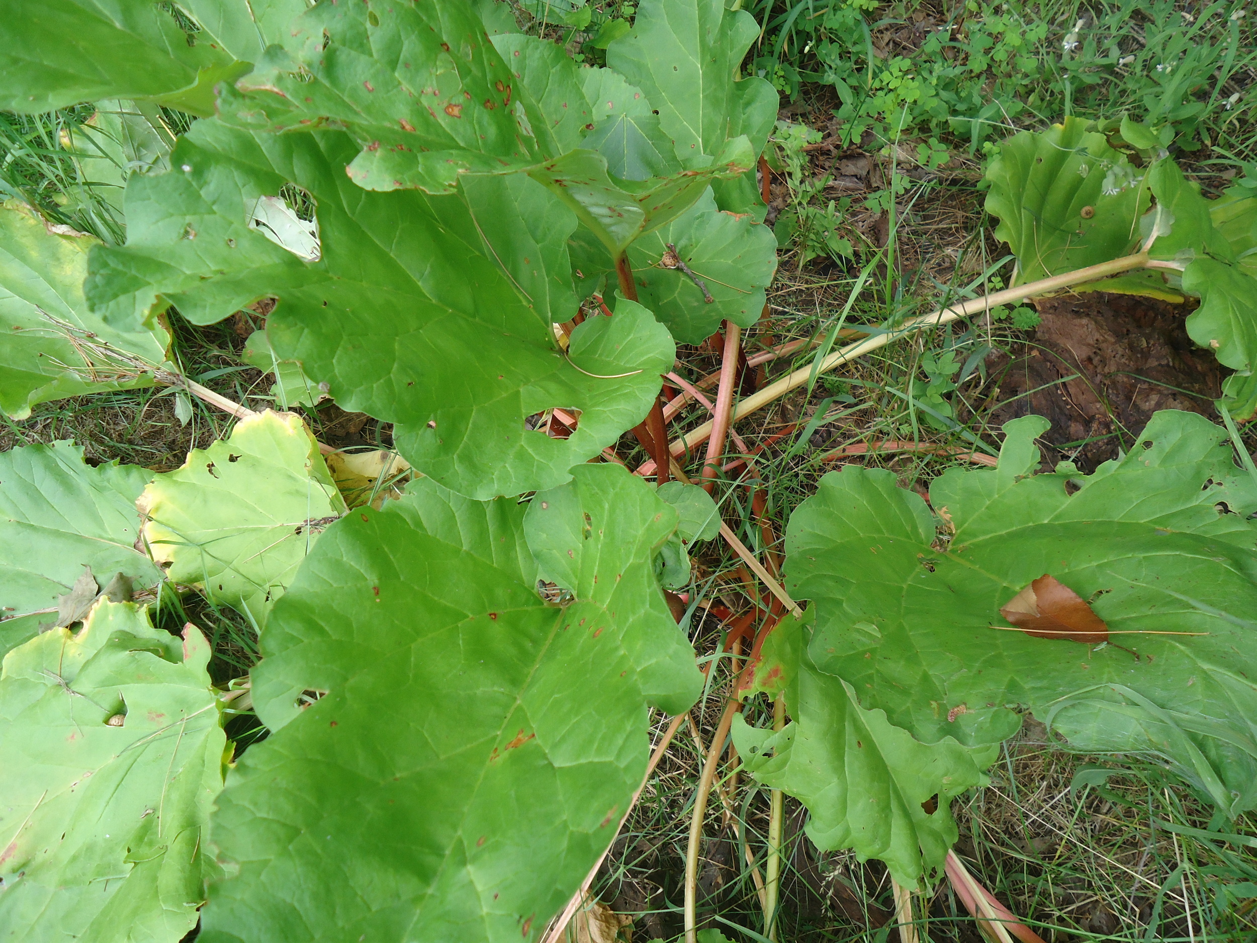 My Rhubarb patch, looking a little ill this time of year!