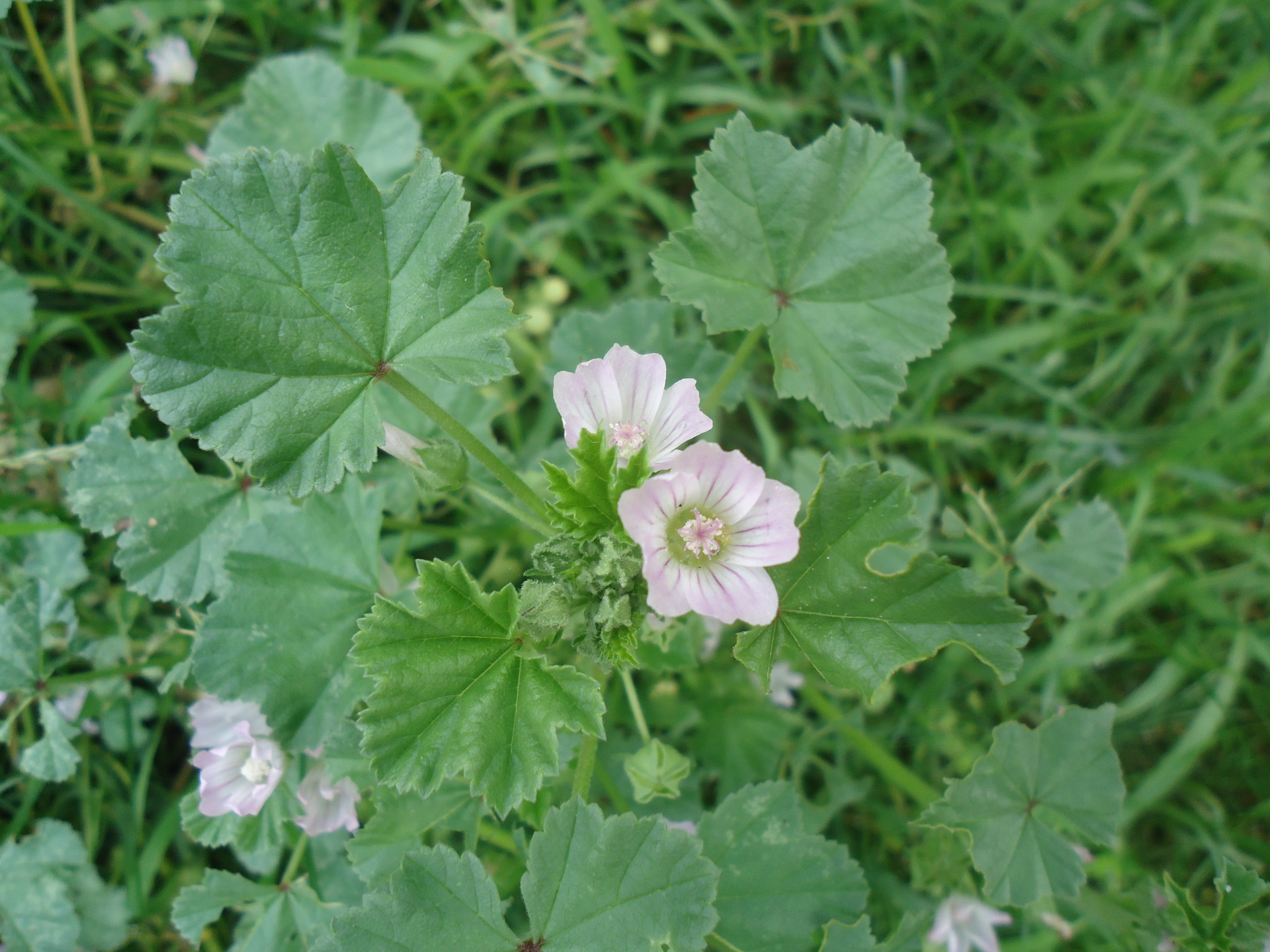 Wild Geranium