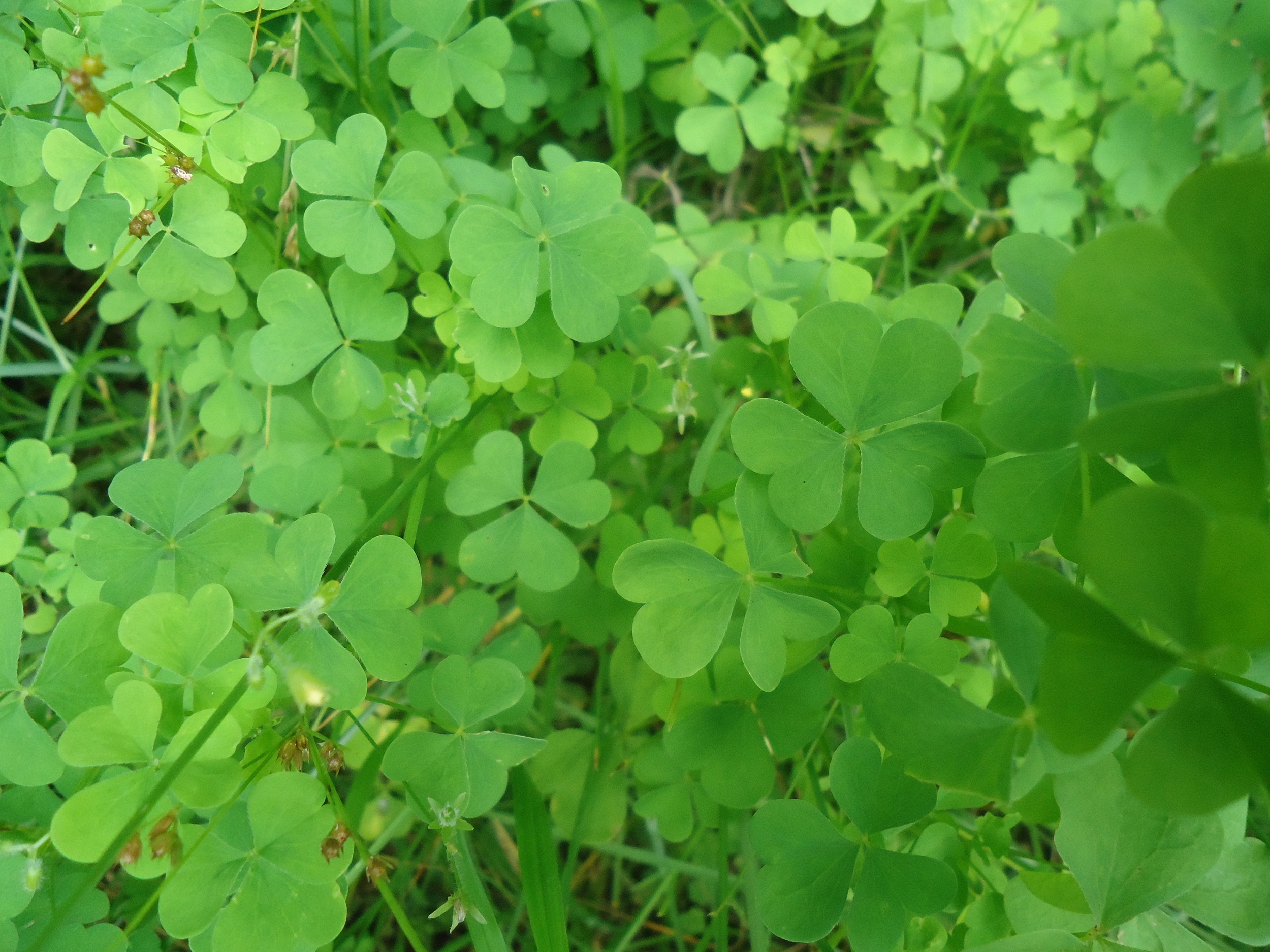 Creeping Wood Sorrel, notice the tiny yellow flowers. When in full bloom, flowers will be all over them. Maybe flowers are another characteristic that attracts kids.