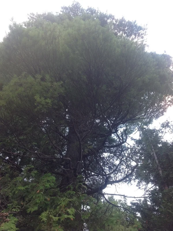 white pine from triagle pose.jpg