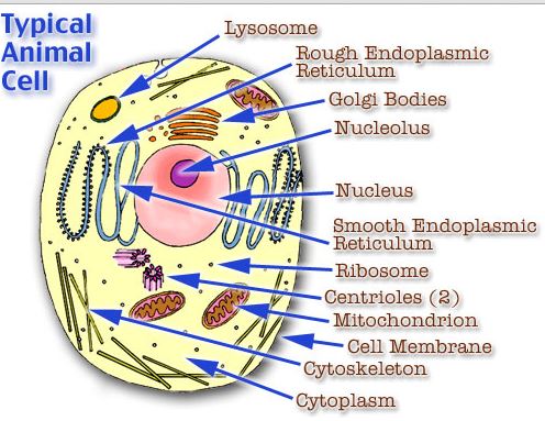 Your gorgeous body cell. You want all of them to be healthy! There are trillions. One thing I find amazing about this is that every thing we eat has an impact on trillions of life forms (all a part of you!).