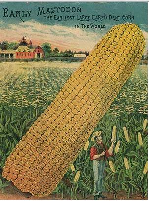 Photo from Sustainable Seed Company . Click to go to their website, check out the wisdom around growing and eating heritage seed corn.