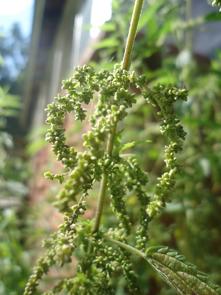Nettle seeds