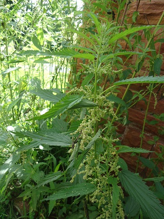 The beautiful nettle plant displaying her seed strands.