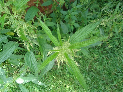 To have some green nettles to chomp on, what a pleasure that would be .