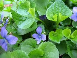 Violet leaves and flowers