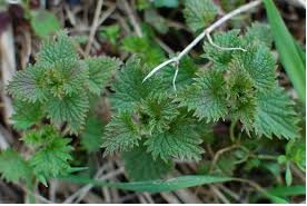 Young Nettles