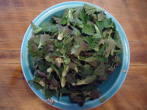 My bowl of nettle tops and leaves.