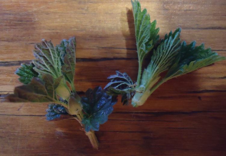 A close up of 2 nettle tops ready for dinner.