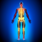 Skeletal System