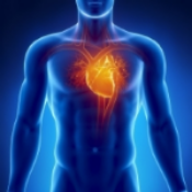 The Heart
