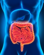 Digestive Tract, Gut!