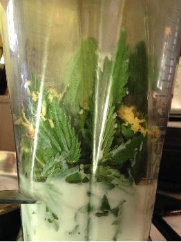 The raw nettles about to get blended into a non-stinging cake patter puree, see #7 below.