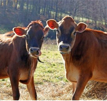 Embrace Your Sacred Cow