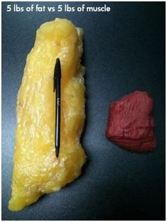 5 lb fat vs 5 lbs muscle.jpg