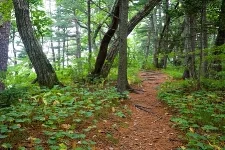 trees.jpg