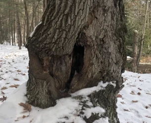 tree vagina.jpg